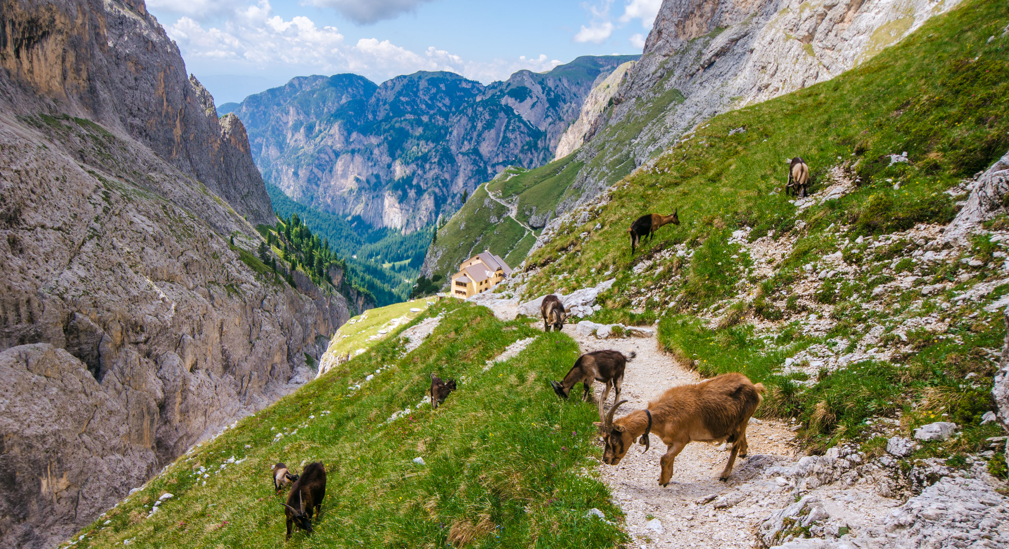 Goats welcoming me to Grasleiten hut