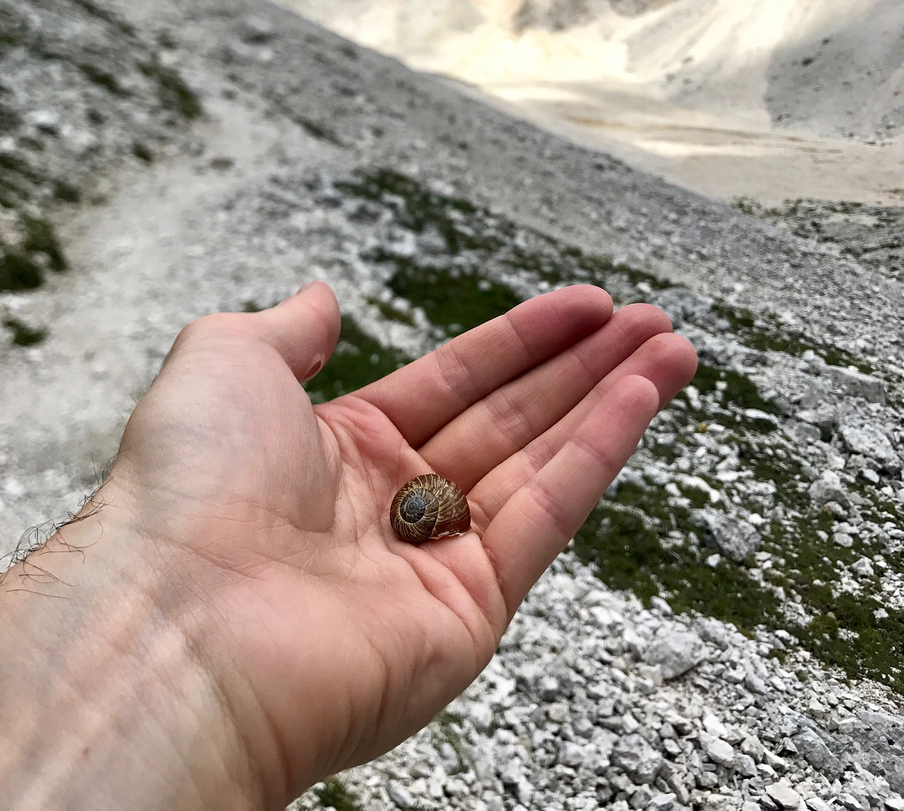 A seashell I found