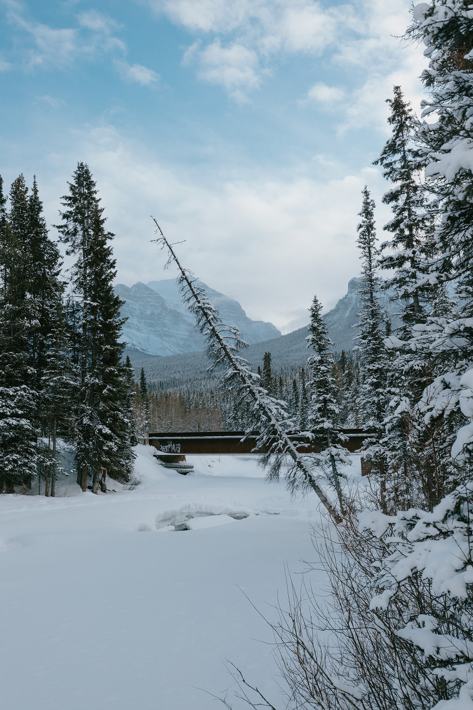 A leaning tree above a frozen stream in Lake Louise
