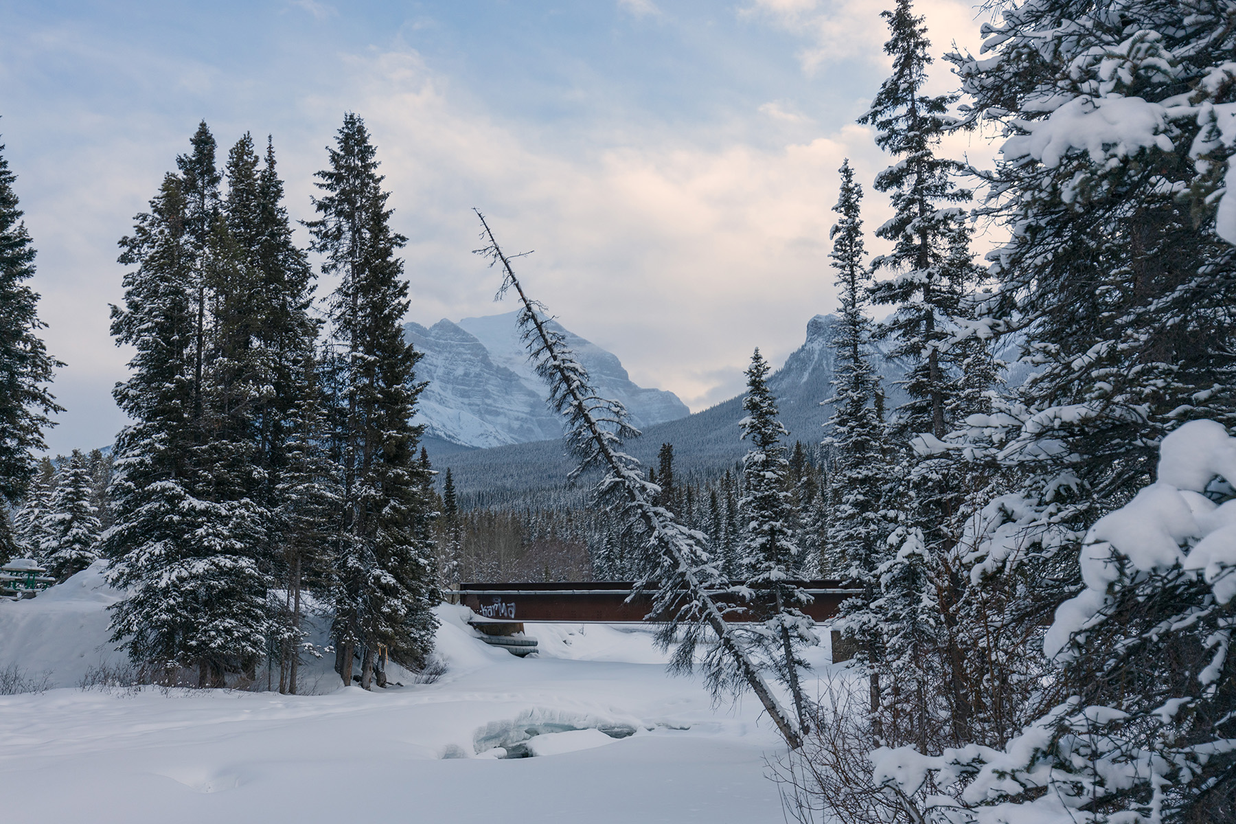 Leaning tree in Lake Louise village