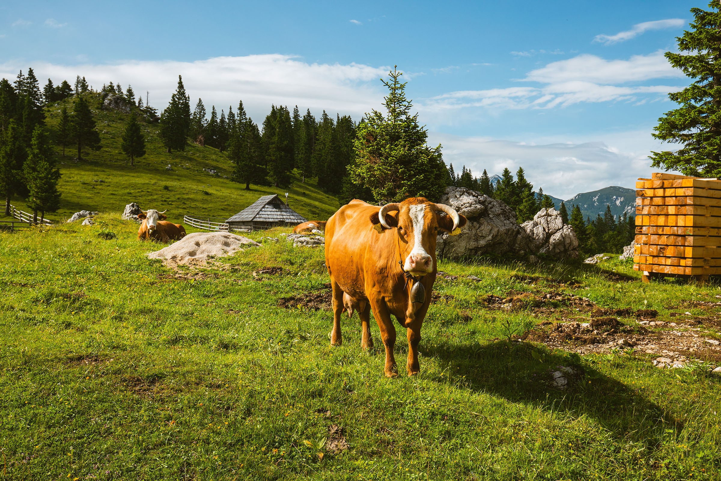 cow on Velika Planina